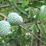 The Devils Tree Root Alstonia boonei De willd 25 usd per 1000ml pack