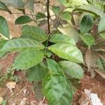 Nnewbouldia laevis p. beaux. aka  Ewe Akoko for all kinds of spiritual works 30 usd per 1000ml pack